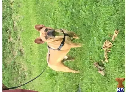 a french bulldog dog on a leash in the grass